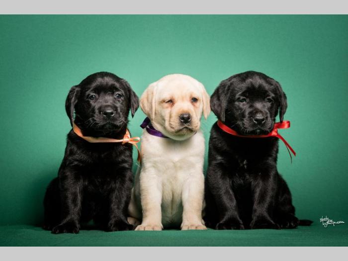 labrador retriver štenci vrhunskog porekla besplatni mali oglasi