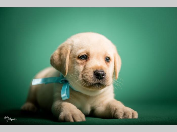 labrador retriver štenci vrhunskog porekla besplatni mali oglasi