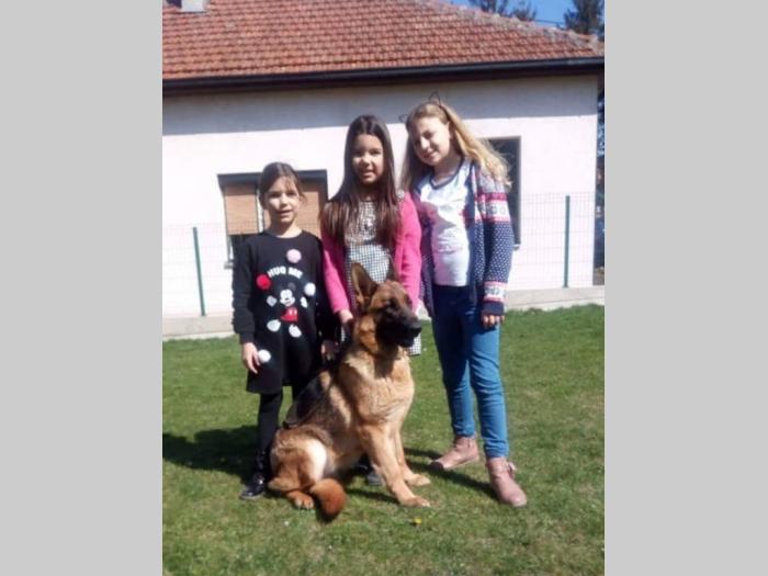 vrhunski štenci nemačkog ovčara besplatni mali oglasi