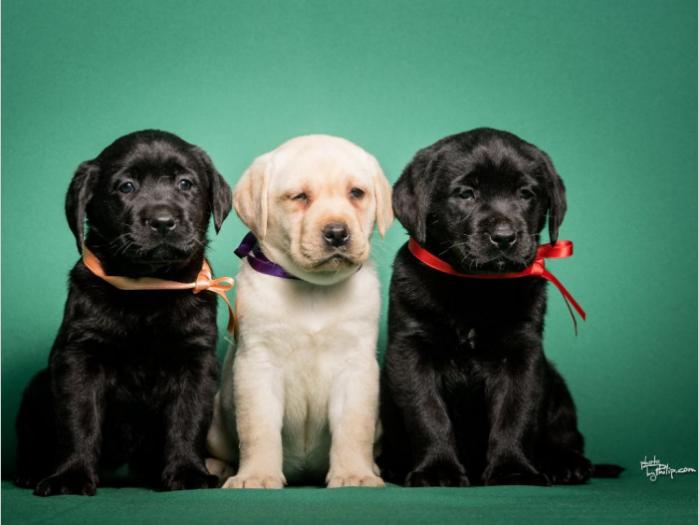 labrador retriver štenci šampionskog porekla besplatni mali oglasi