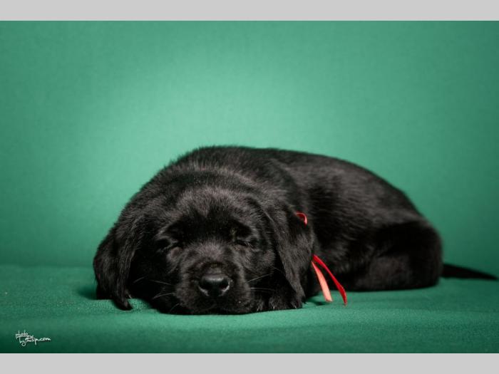 labrador retriver štenci šampionskog porekla besplatni mali oglasi