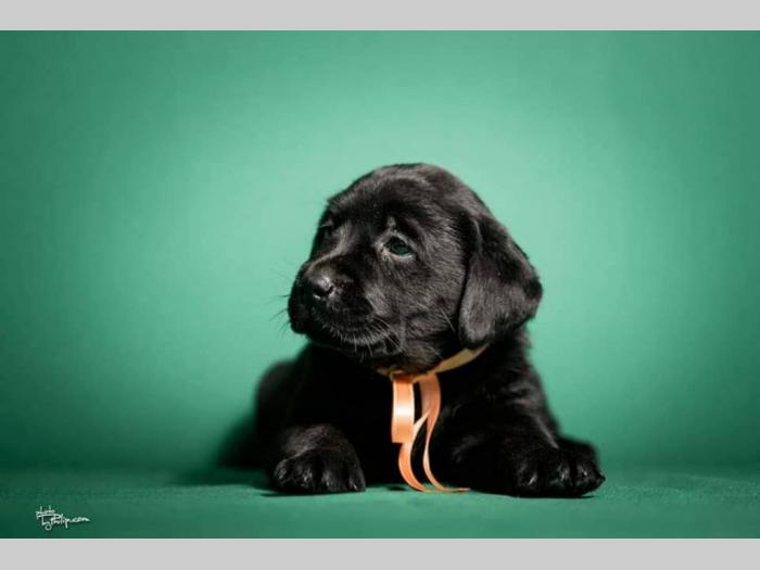 labrador retriver štenci šampionskog porekla besplatni mali oglasi