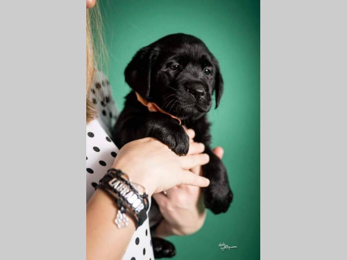 labrador retriver štenci šampionskog porekla besplatni mali oglasi