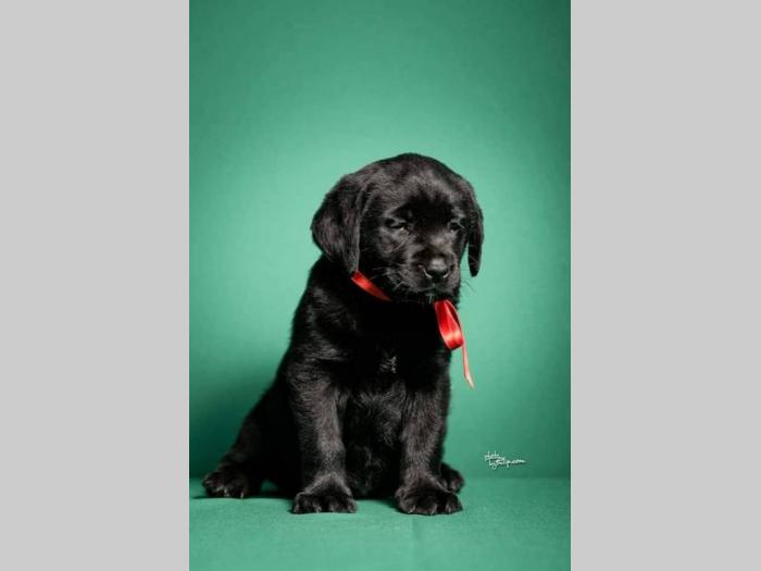 labrador retriver štenci šampionskog porekla besplatni mali oglasi