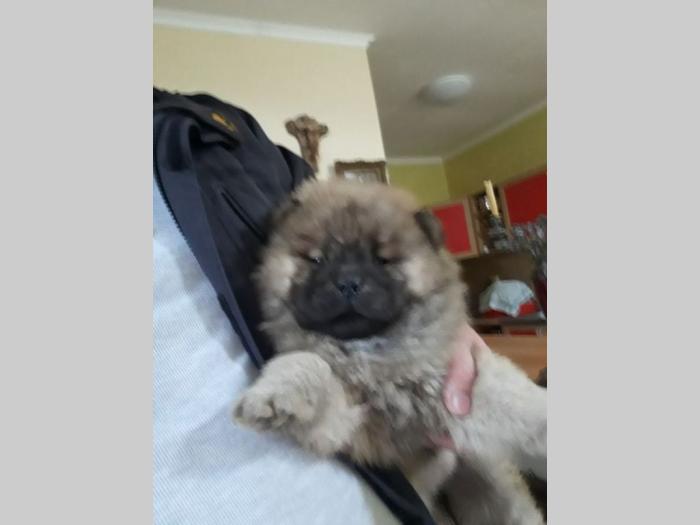 chow chow štenci, oba pola besplatni mali oglasi
