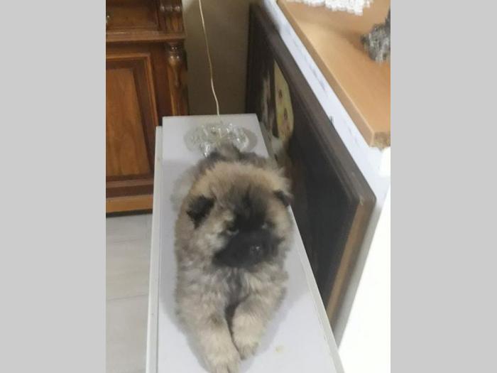 chow chow štenci, oba pola besplatni mali oglasi