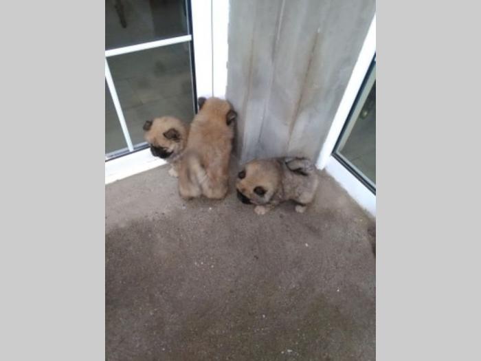 chow chow štenci, oba pola besplatni mali oglasi