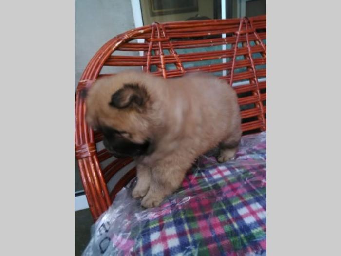 chow chow štenci, oba pola besplatni mali oglasi