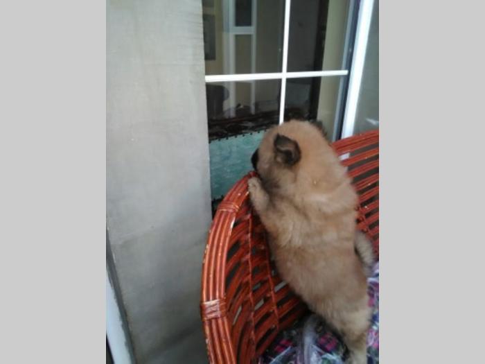 chow chow štenci, oba pola besplatni mali oglasi