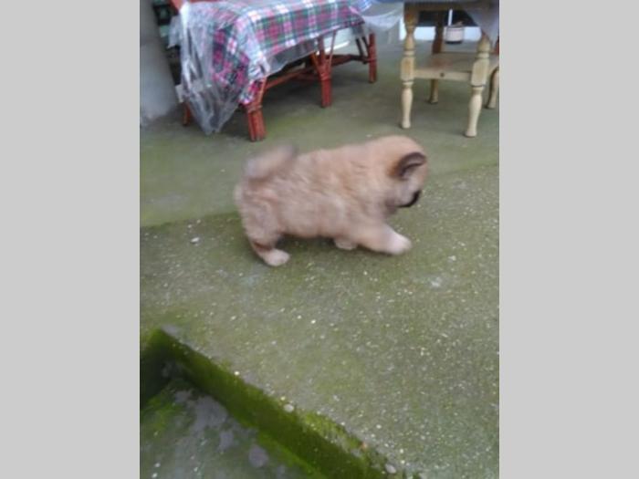 chow chow štenci, oba pola besplatni mali oglasi