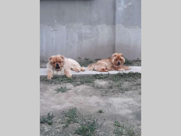 chow chow štenci, oba pola besplatni mali oglasi