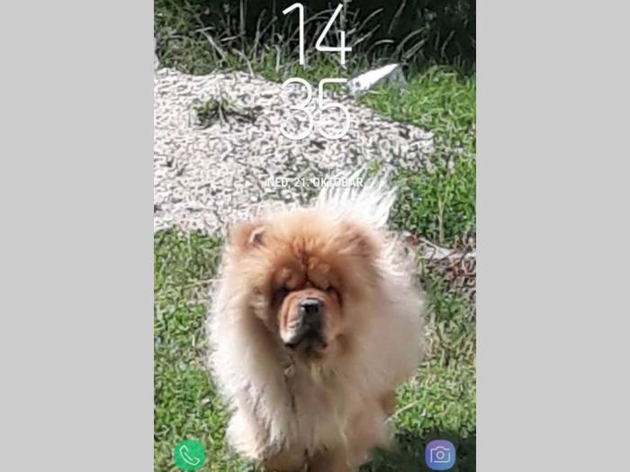 chow chow štenci, oba pola besplatni mali oglasi