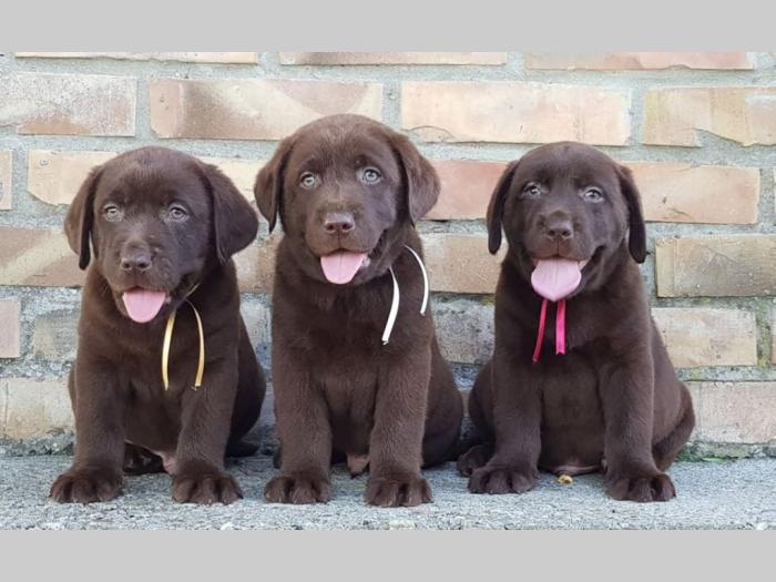 štenad labrador retrivera besplatni mali oglasi