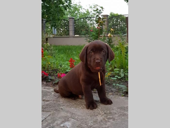 štenad labrador retrivera besplatni mali oglasi