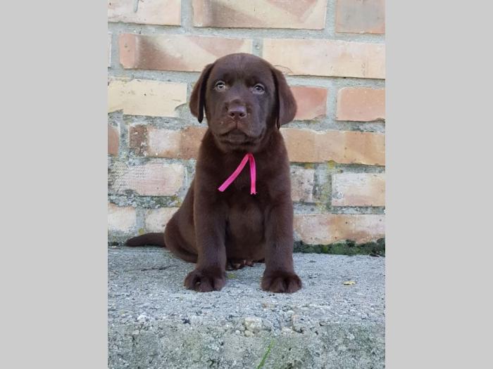 štenad labrador retrivera besplatni mali oglasi