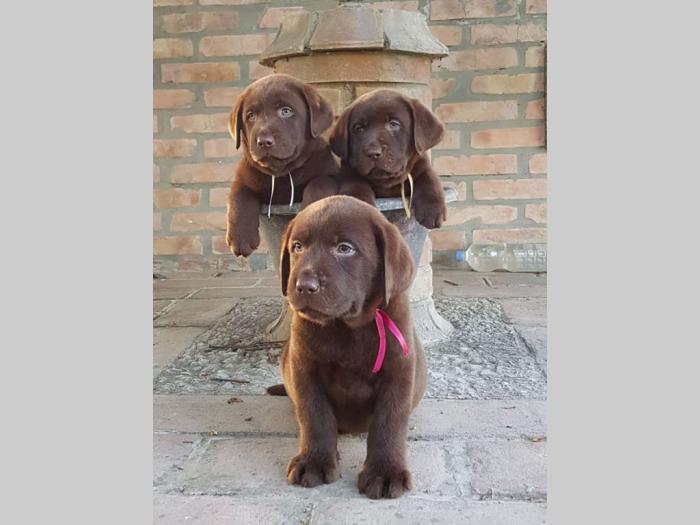 štenad labrador retrivera besplatni mali oglasi