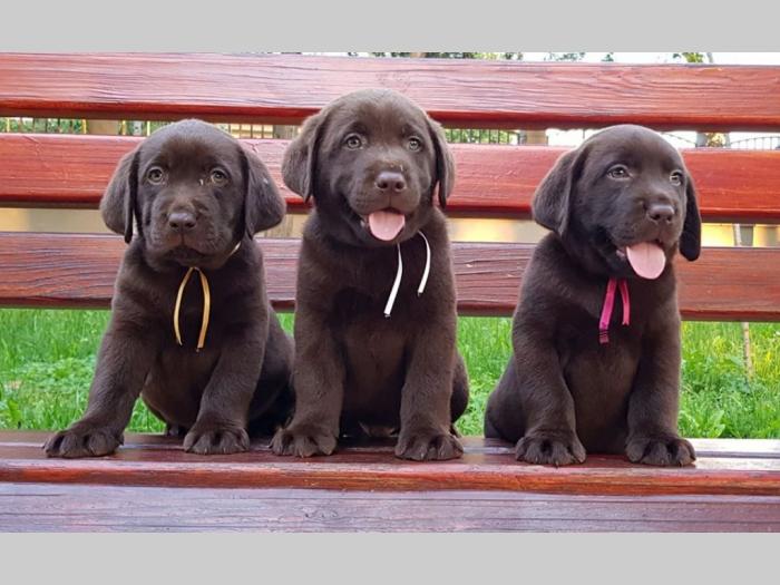 štenad labrador retrivera besplatni mali oglasi