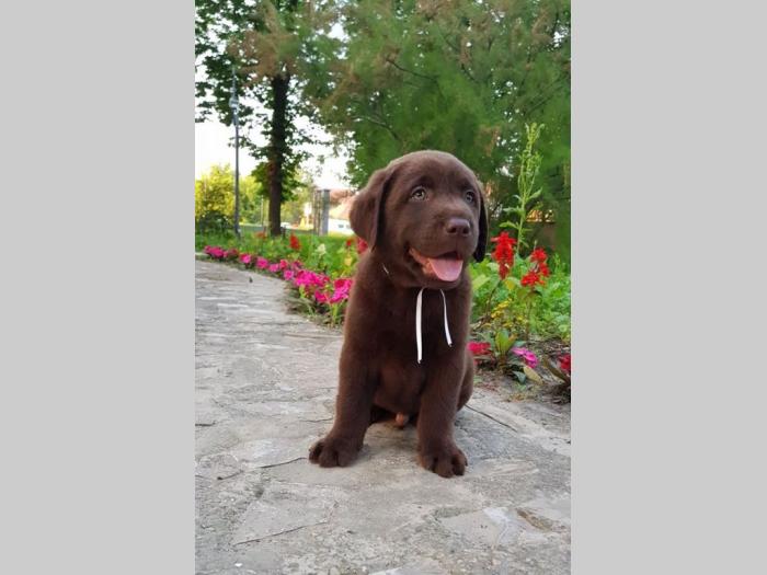štenad labrador retrivera besplatni mali oglasi