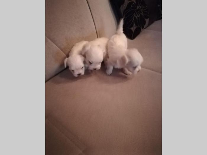 mini maltezer prelepi štenci na prodaju besplatni mali oglasi