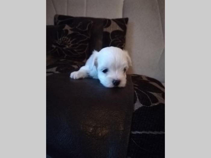mini maltezer prelepi štenci na prodaju besplatni mali oglasi