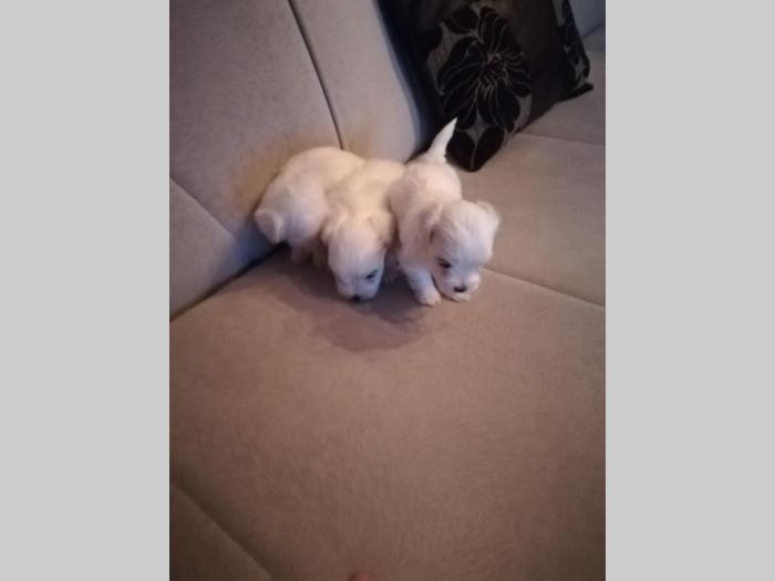 mini maltezer prelepi štenci na prodaju besplatni mali oglasi