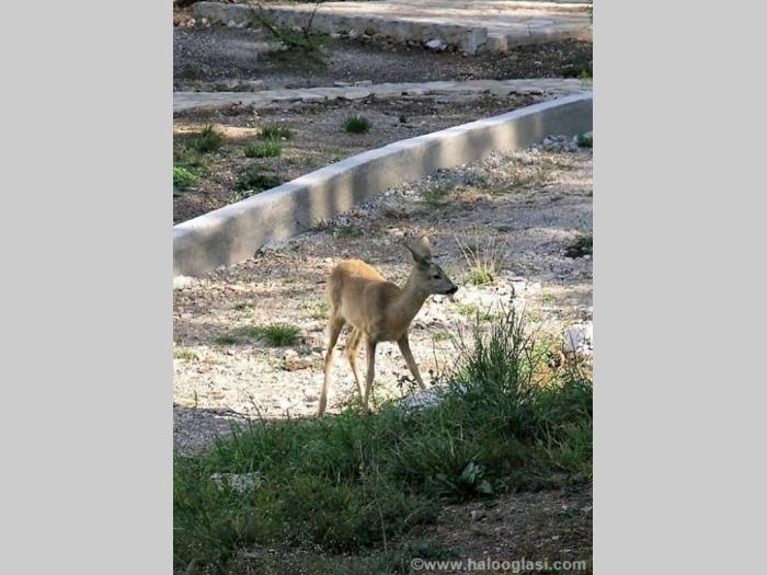 tara, kaluđerske bare, kuća sa dva stana besplatni mali oglasi
