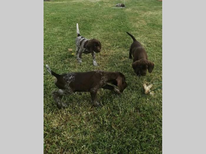 nemački kratkodlaki ptičar nkd štenci oba pola besplatni mali oglasi