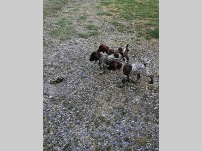 nemački kratkodlaki ptičar nkd štenci oba pola besplatni mali oglasi
