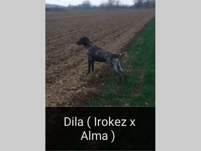 nemački kratkodlaki ptičar nkd štenci oba pola besplatni mali oglasi
