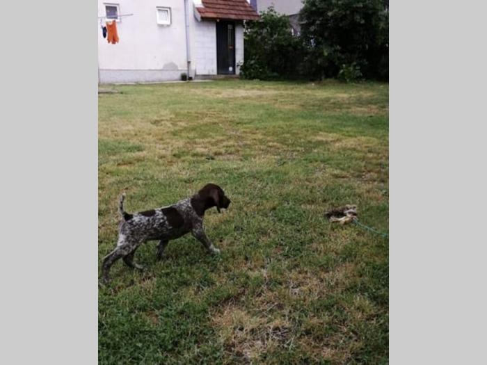 nemački kratkodlaki ptičar nkd štenci oba pola besplatni mali oglasi