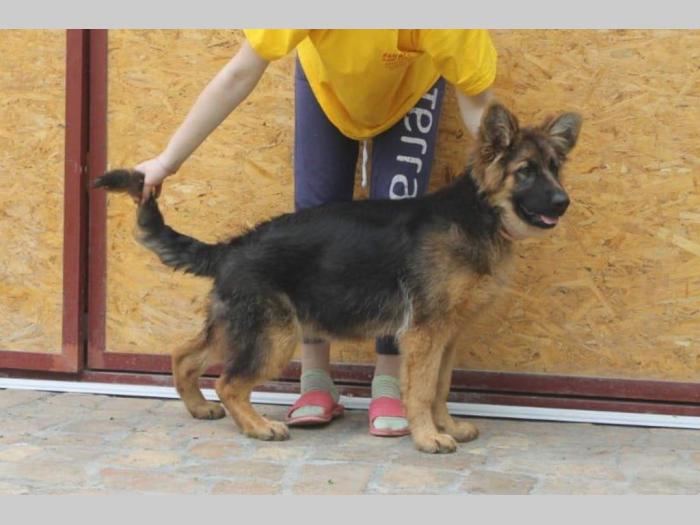 nemački dugodlaki ovčar žensko kvalitetno štene besplatni mali oglasi
