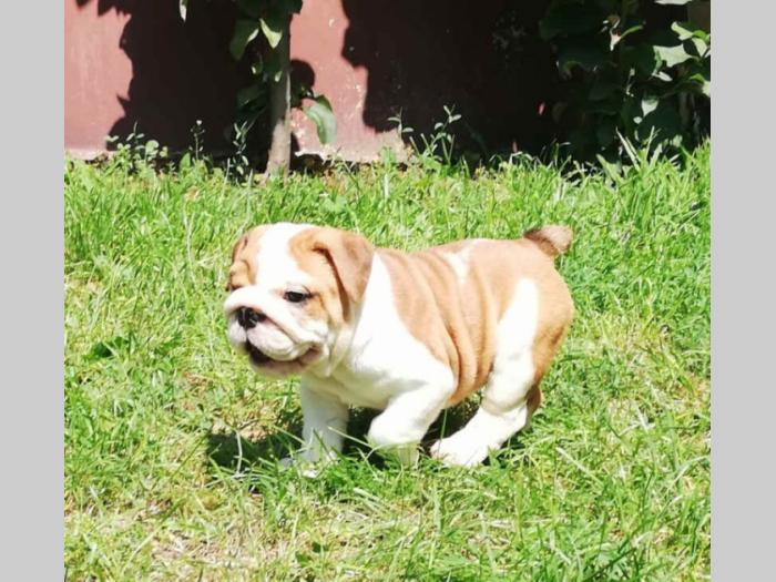 engleski buldog atraktivna, prelepa štenad besplatni mali oglasi