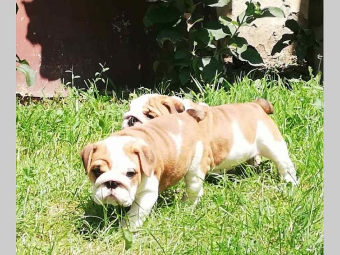 engleski buldog atraktivna, prelepa štenad besplatni mali oglasi