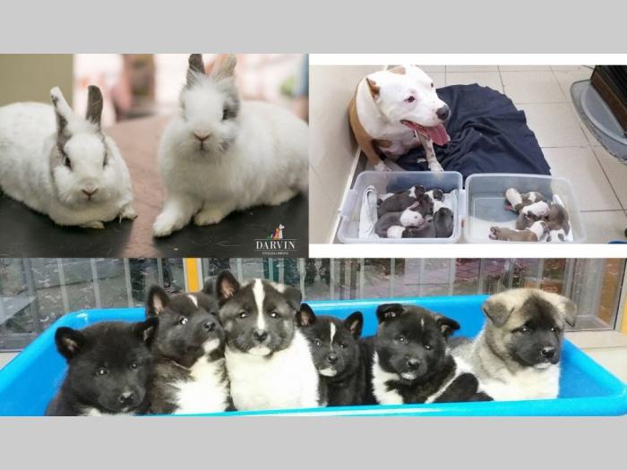 veterinarska ambulanta i pet shop novi sad besplatni mali oglasi