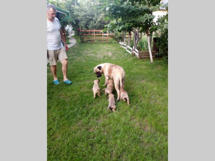 štenci bulmastifa na prodaju besplatni mali oglasi