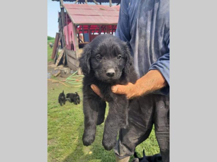retriver labrador štenci besplatni mali oglasi