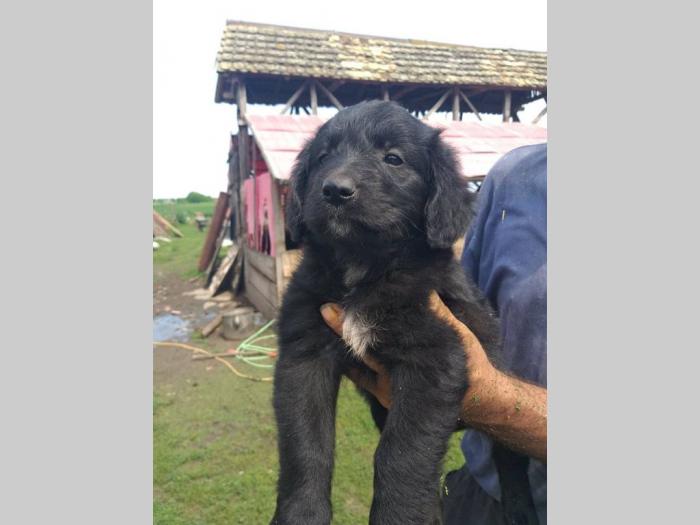retriver labrador štenci besplatni mali oglasi