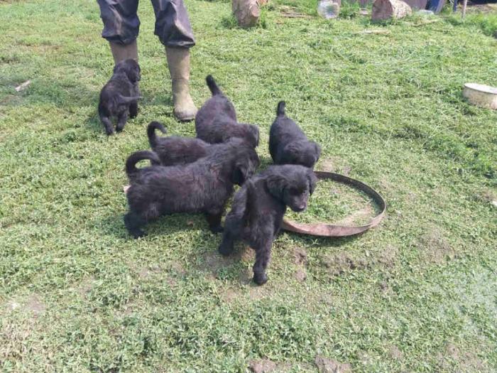 retriver labrador štenci besplatni mali oglasi