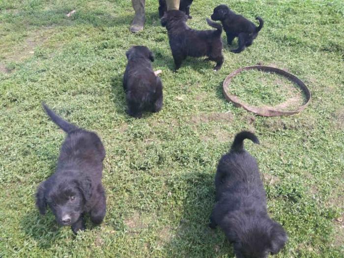 retriver labrador štenci besplatni mali oglasi