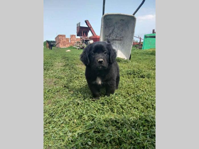 retriver labrador štenci besplatni mali oglasi