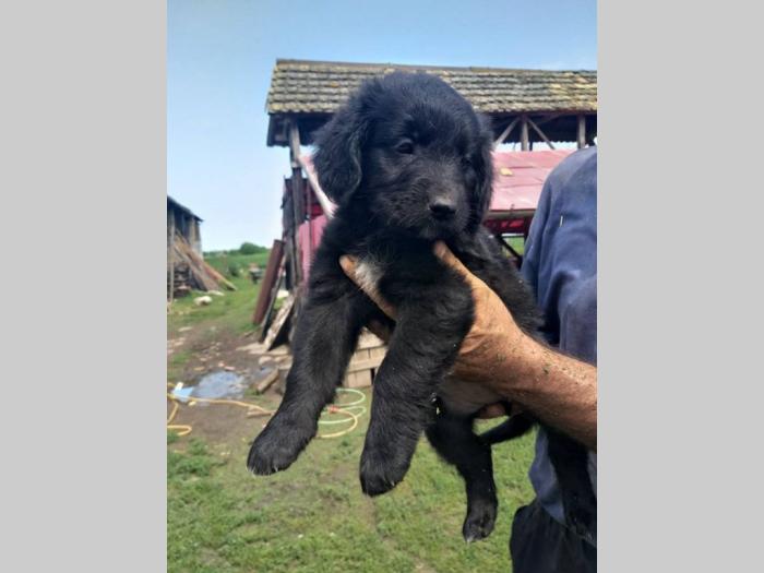 retriver labrador štenci besplatni mali oglasi