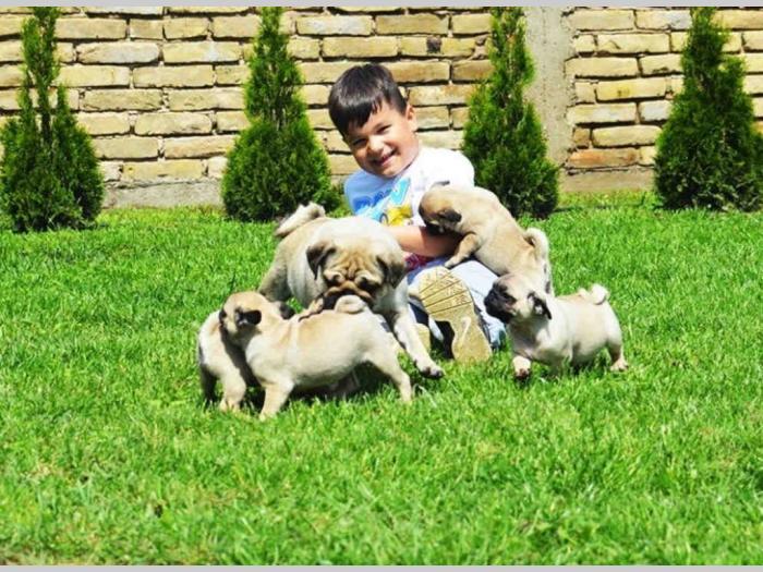 mops štenci na prodaju besplatni mali oglasi
