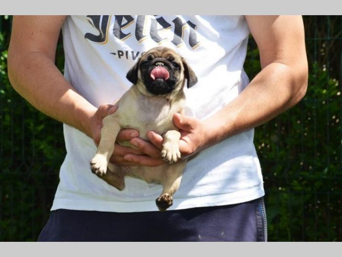 mops štenci na prodaju besplatni mali oglasi