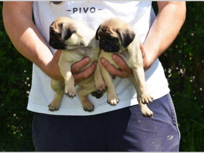 mops štenci na prodaju besplatni mali oglasi