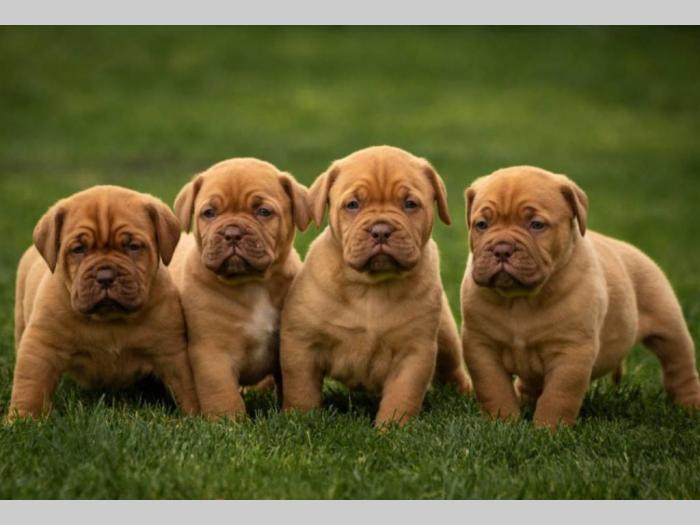 bordoške doge štenci na prodaju besplatni mali oglasi