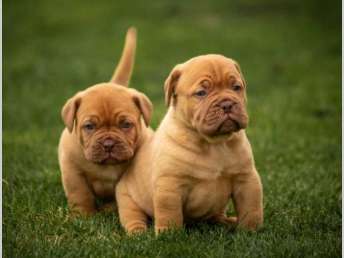 bordoške doge štenci na prodaju besplatni mali oglasi