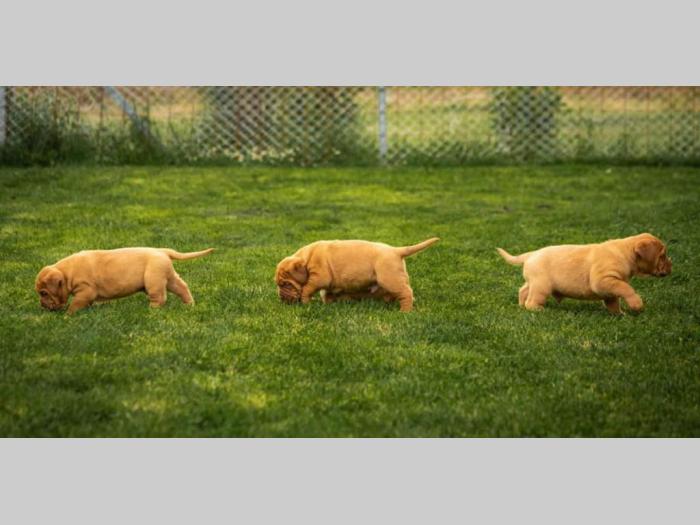 bordoške doge štenci na prodaju besplatni mali oglasi