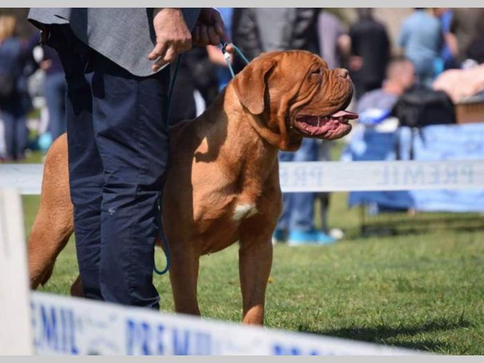 bordoške doge štenci na prodaju besplatni mali oglasi