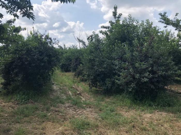 prodajem voćnjak u punom rodu (višnja i trešnja) besplatni mali oglasi