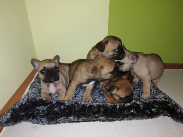 francuski buldog štenci odličnog kvaliteta, povoljno besplatni mali oglasi